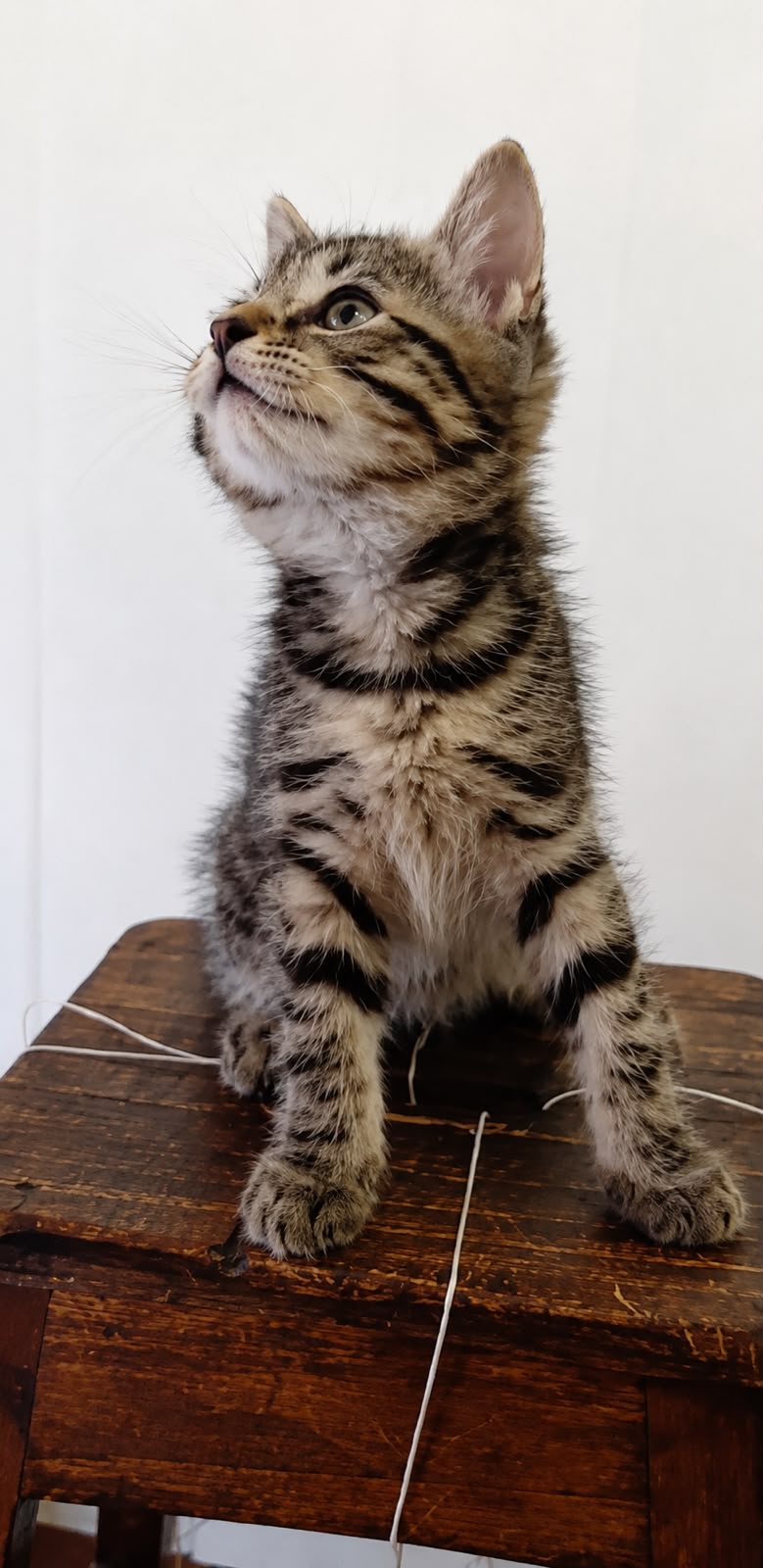Adopter Zola