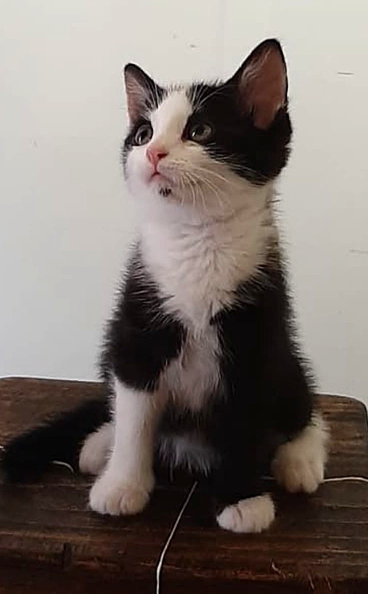 Adoption Mily