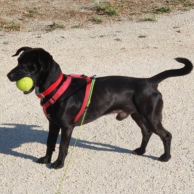 Adopter TAIRO