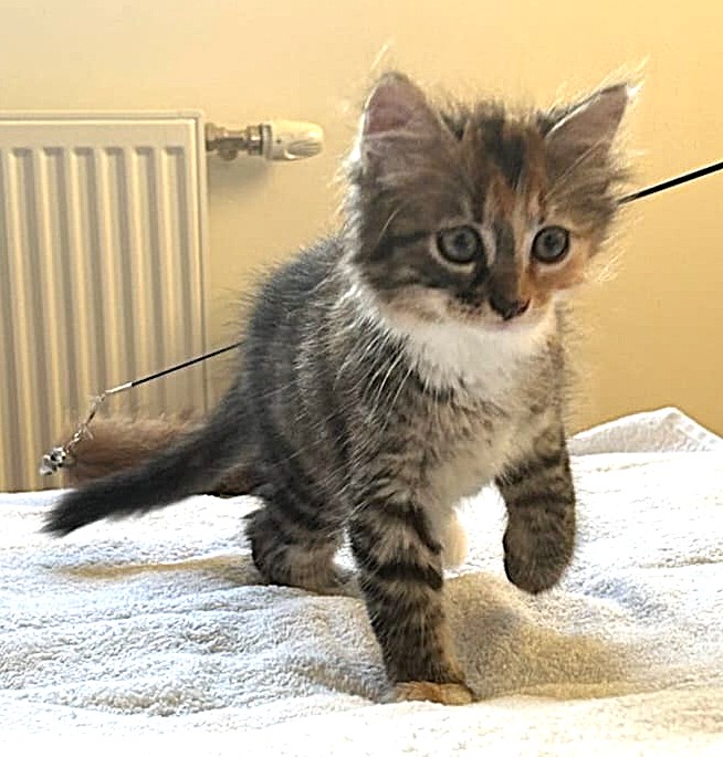 Adopter Nima