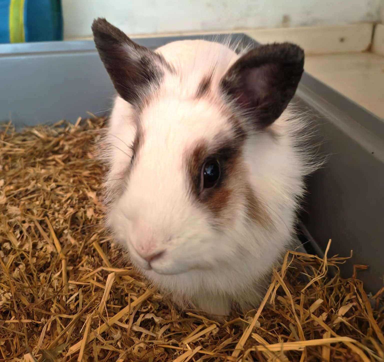 Adopter Floccon