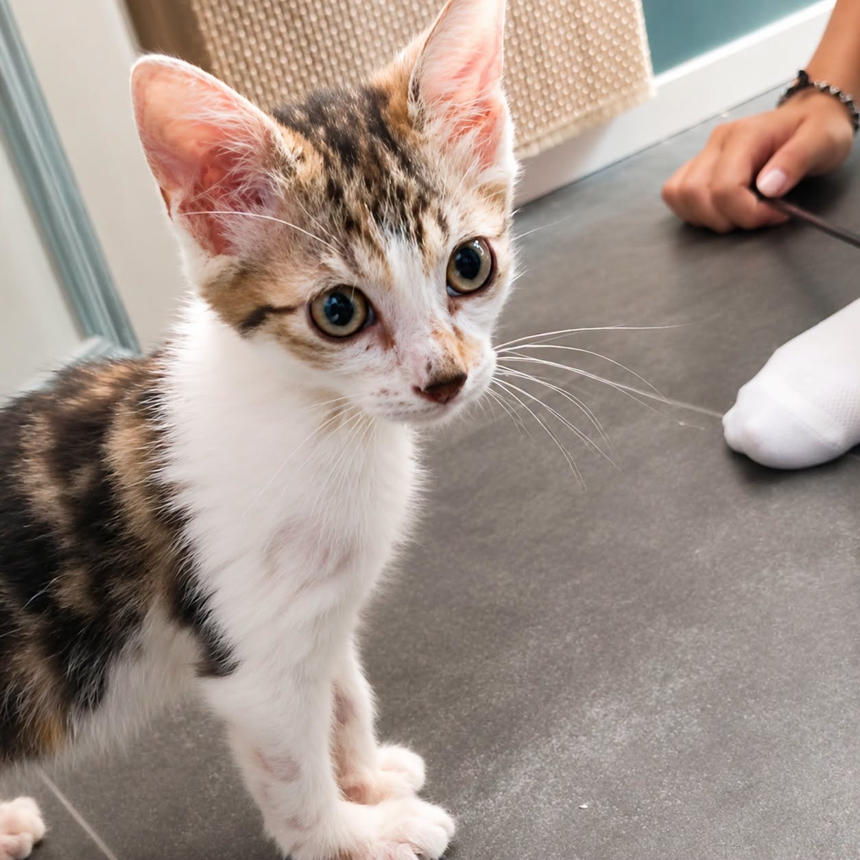 Adopter JIMBO