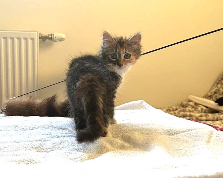 Adoption Nima