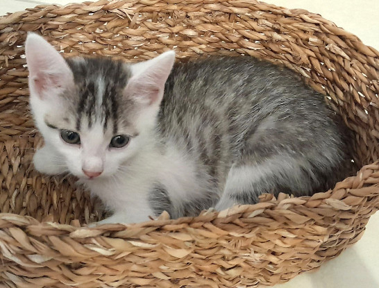 Adopter 