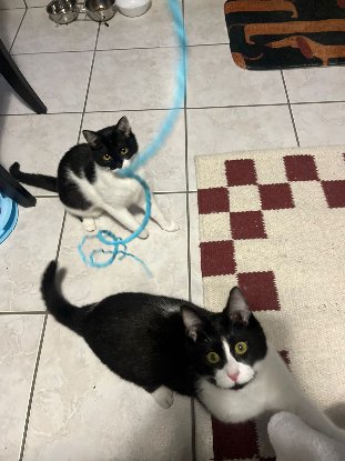 Adopter Aby et fena