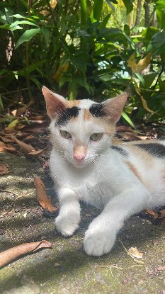 Adopter Adja