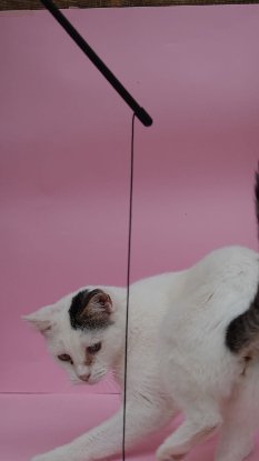 Adopter Africa