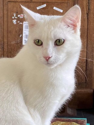 Adopter Alaska