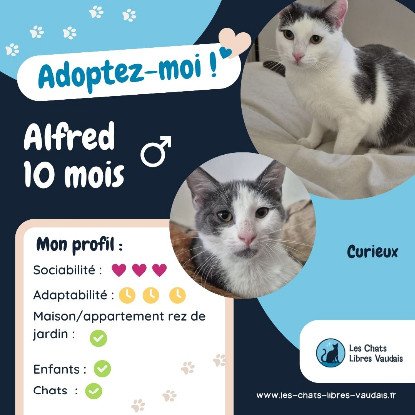 Adopter Alfred