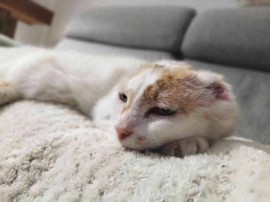 Adopter Amaya