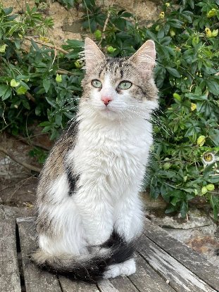 Adopter Amboka