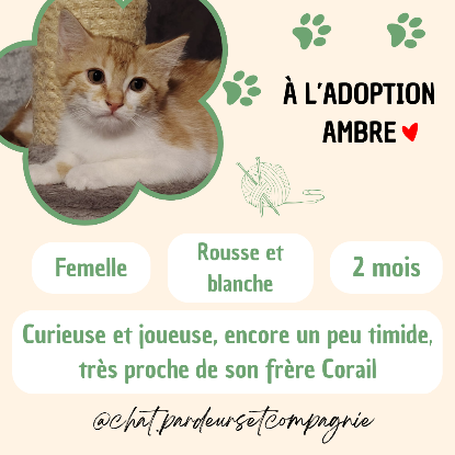 Adopter Ambre