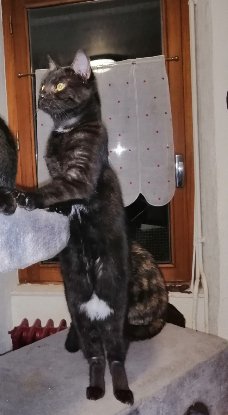 Adopter Amy
