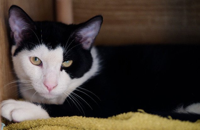 Adopter Angelo