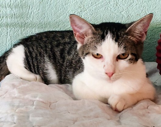 Adopter Angie