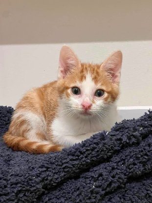 Adopter Aramis