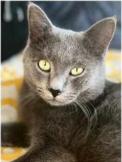 Adopter Argen