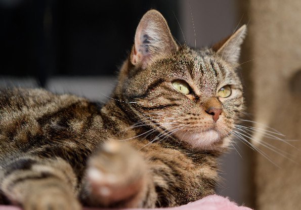 Adopter Arya