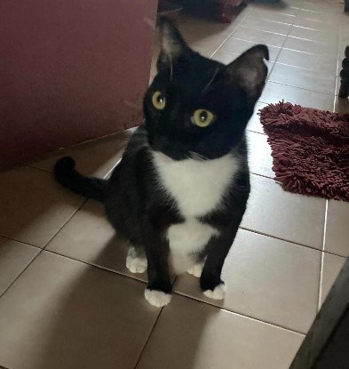 Adopter Asya