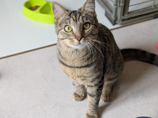 Adopter Atika