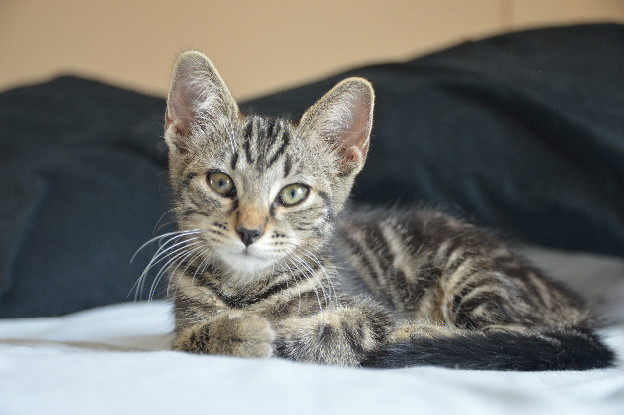 Adopter Atlas