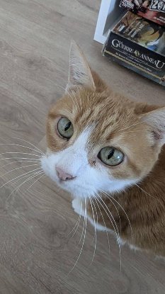 Adopter Babou