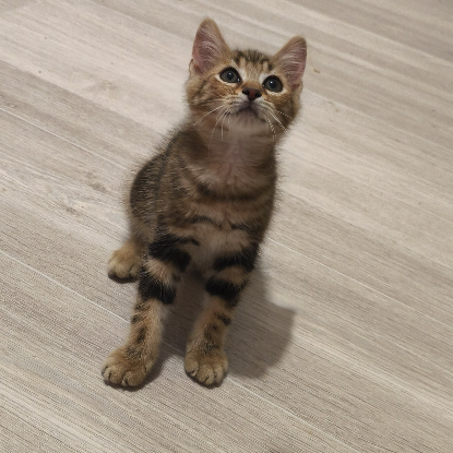 Adopter Badasse