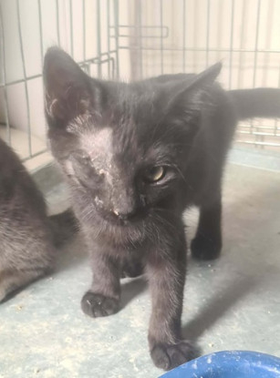 Adopter Bagheera