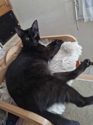 Adopter Bahia