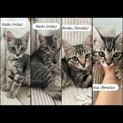Adopter Baiko