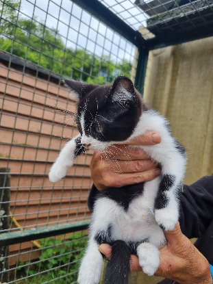 Adopter Banjo