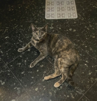 Adopter Barby