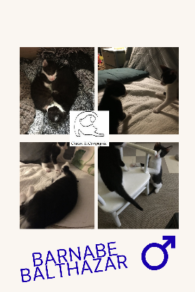 Adopter Barnabé balthazar
