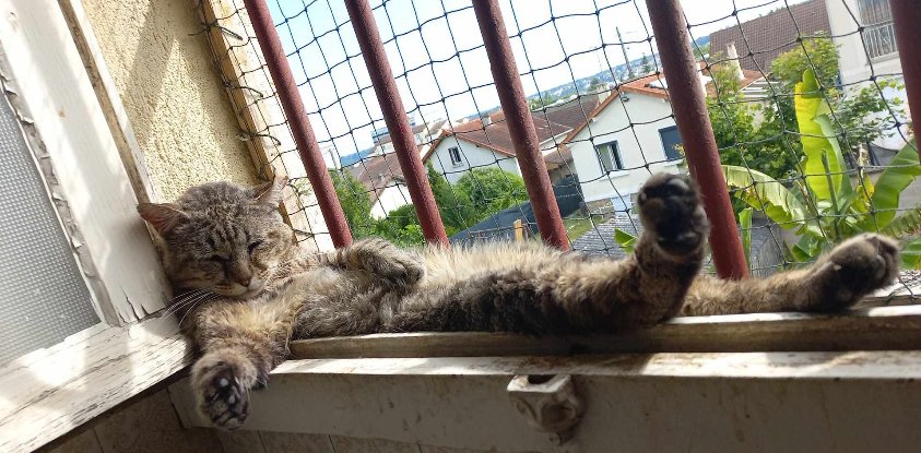 Adopter Barou