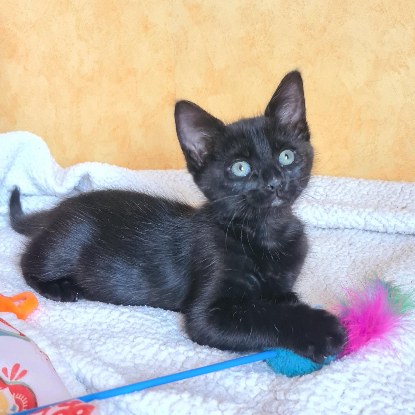 Adopter Baroudeuse