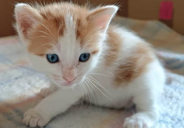 Adopter Bart