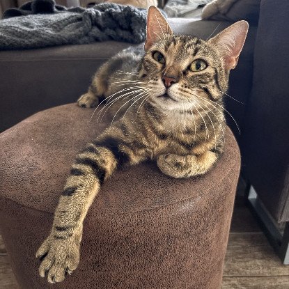Adopter Bastet