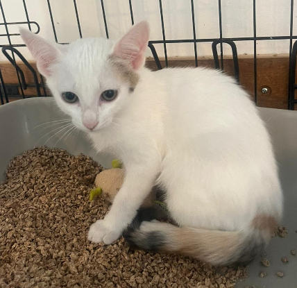 Adopter Belle