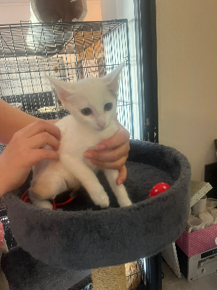 Adopter Belle