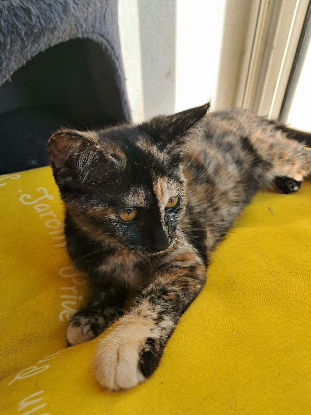 Adopter Bellina