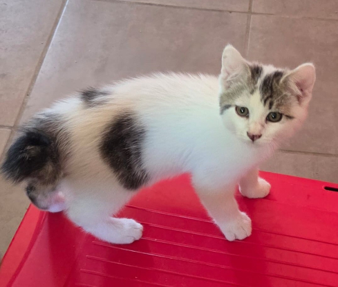 Adopter Bémol