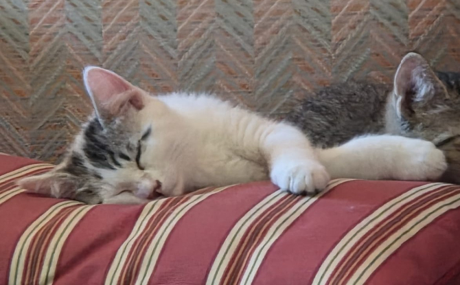 Adopter Bémol