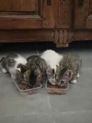 Adopter Bémol