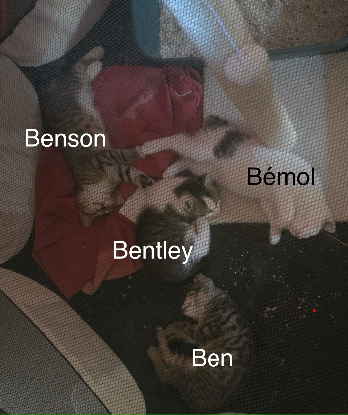 Adoption Bémol