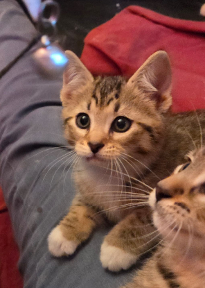 Adopter Benson