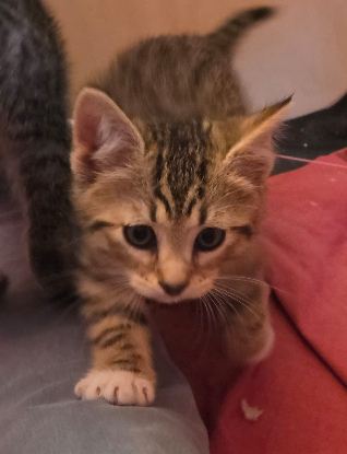 Adopter Benson