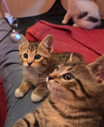 Adoption Benson