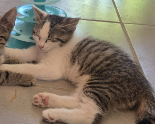Adopter Bentley
