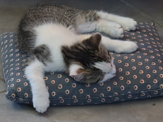 Adopter Bentley