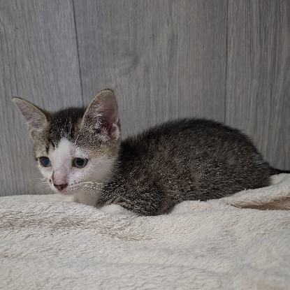 Adopter Berline
